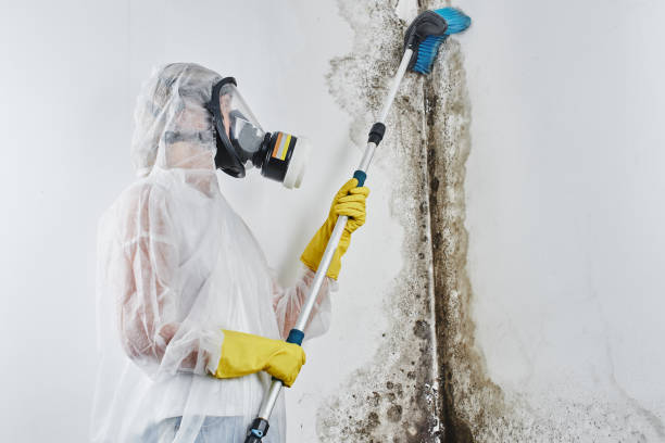 Best Toxic Mold Removal  in Bohemia, NY