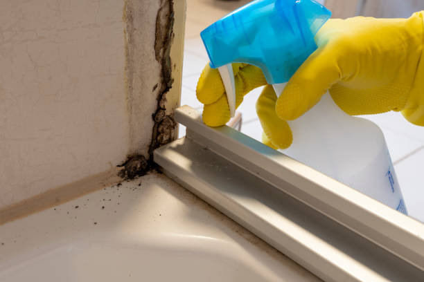 Best Home Mold Removal  in Bohemia, NY