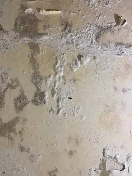 Best Mold Damage Repair  in Bohemia, NY
